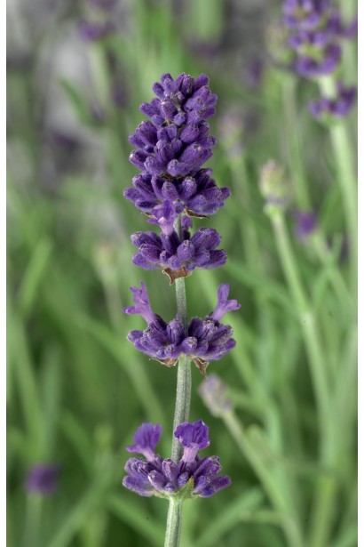 Лаванда Блю Сент Ерлі колосовидні фіолетові суцвіття